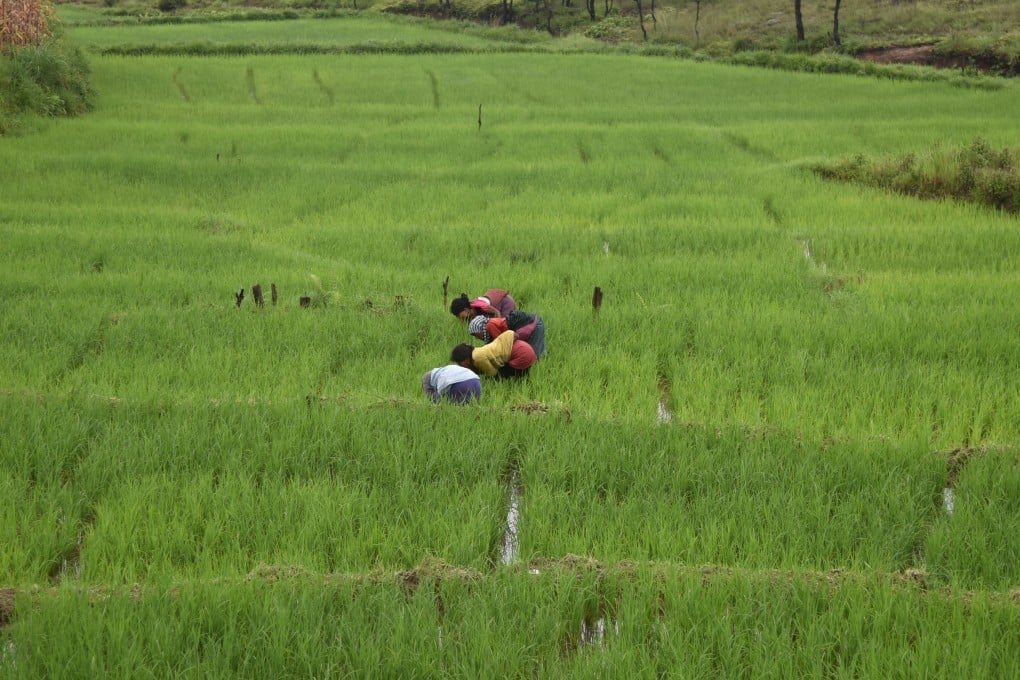 The equivalent of an Amazon rainforest has been added to the earth’s green area, largely thanks to agriculture in India and afforestation in China. Photo: AFP