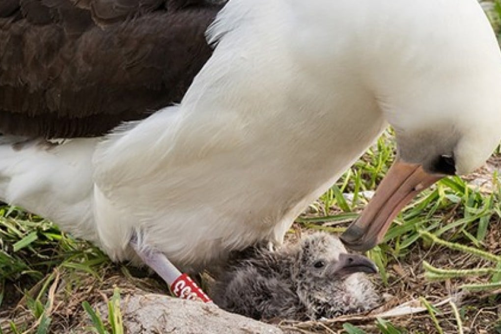 Wisdom the albatross with one of her previous chicks. Photo: US Fisheries and Wildlife Service