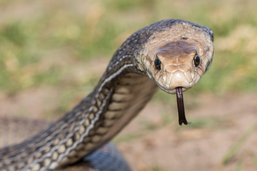 The brown snake is one of the world’s most venomous reptiles. Photo: Alamy