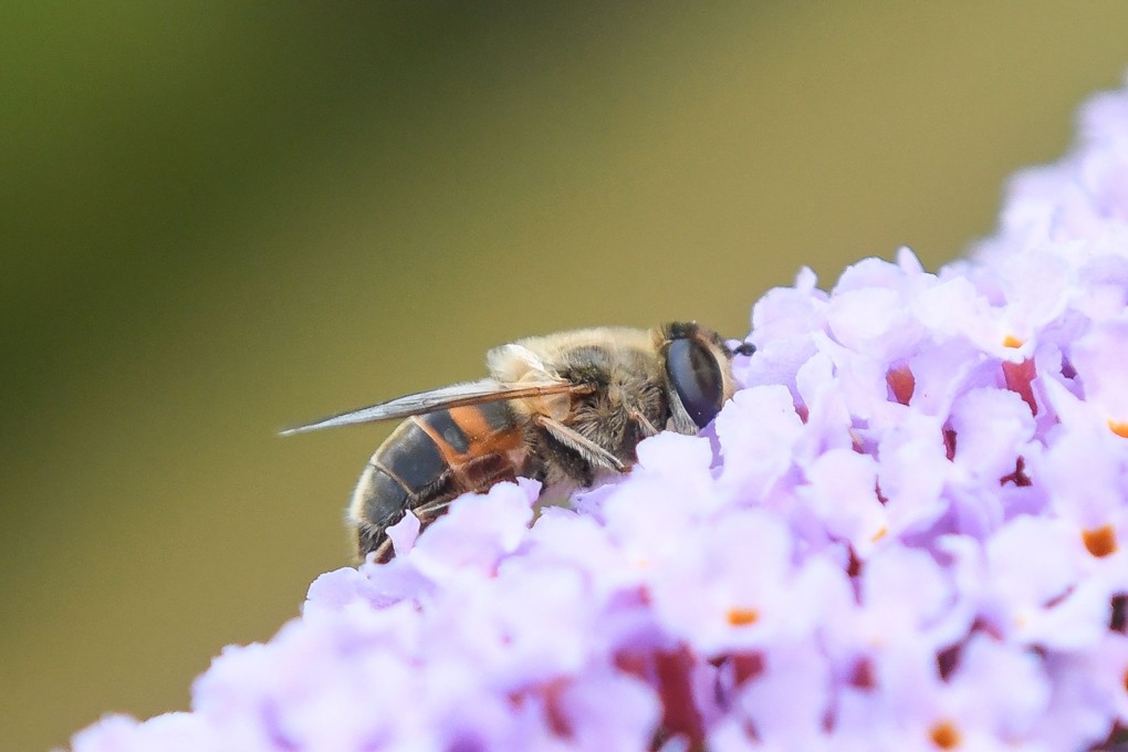 A bee on a flower. Nearly half of all insect species, vital to both ecosystems and economies, are in rapid decline worldwide. Photo: AFP