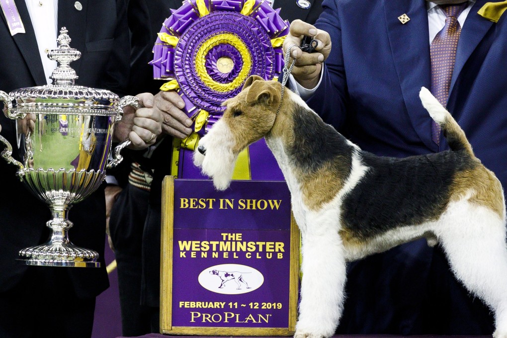 A wire hair fox terrier named King stands next to a trophy after being named Best in Show during the second night of the 2019 Westminster Kennel Club Dog Show. Photo: EPA