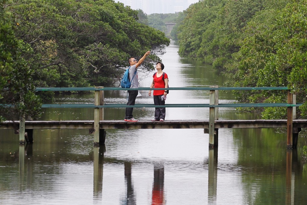 Nature lovers experience the wonder of wetlands at the Mai Po nature reserve. Photo: Edward Wong