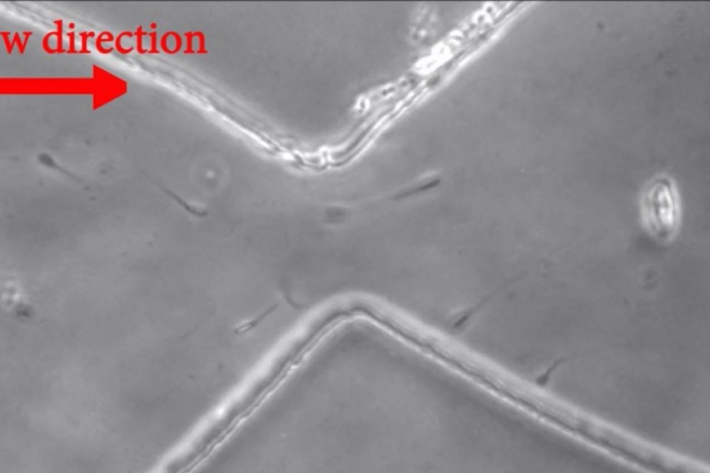 Human sperm cells are seen attempting to swim right to left through an artificial stricture in this experiment headed by Alireza Abbaspourrad of Cornell University in New York. Photo: Alireza Abbaspourrad