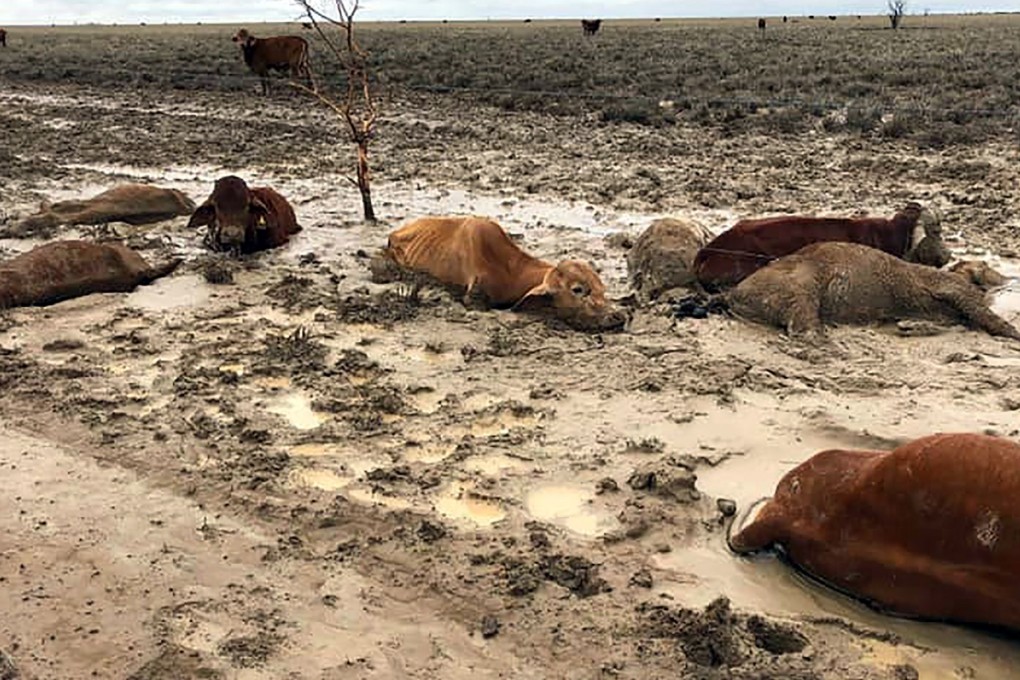 Cattle in a flood-affected area. Photo: AFP