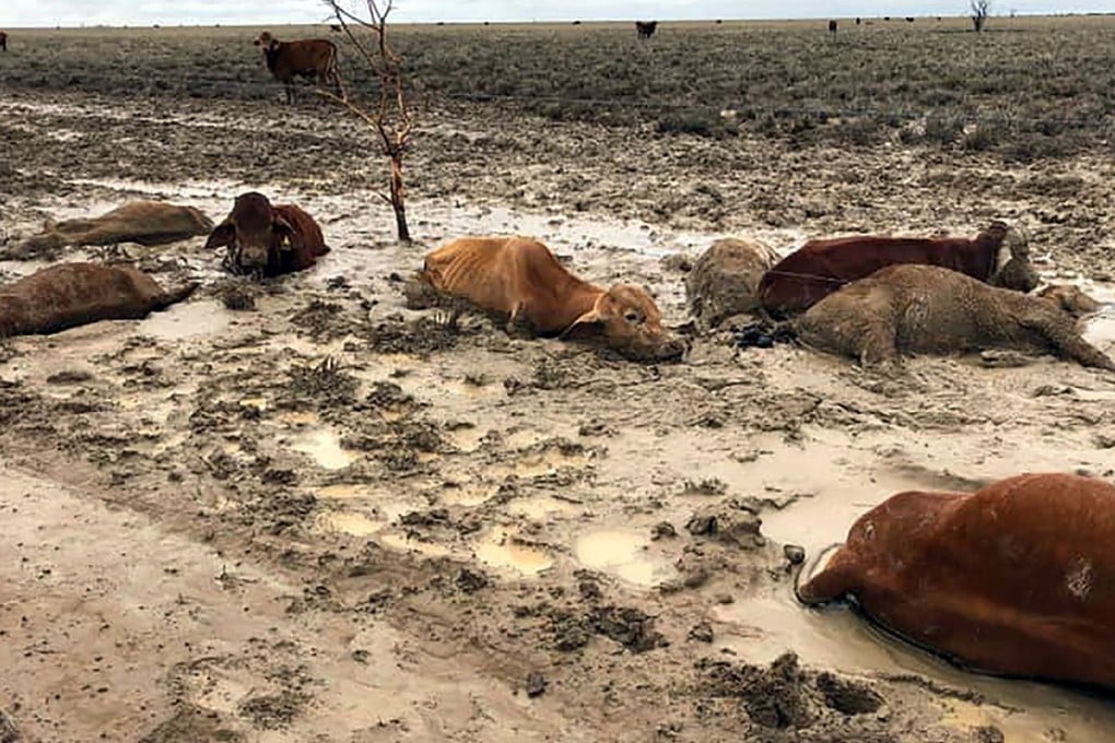 Cattle in a flood-affected area. Photo: AFP