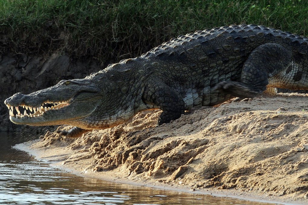 Authorities in Sarawak began granting licences to hunt crocodiles in 2017 in a bid to reduce the number of attacks. Photo: AFP