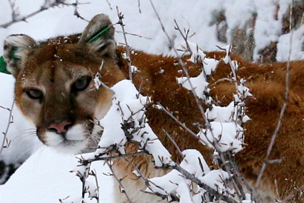 A mountain lion in the foothills outside Golden, Colorado. File photo: Reuters