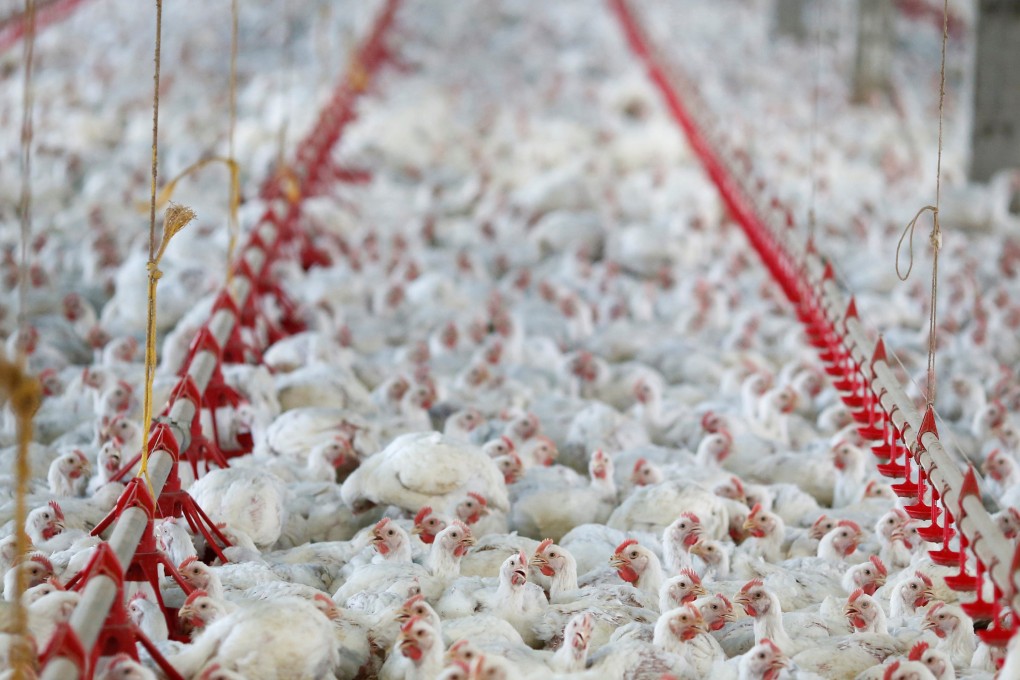 China and Brazil have agreed a new trade regime for poultry imports. Photo: Reuters
