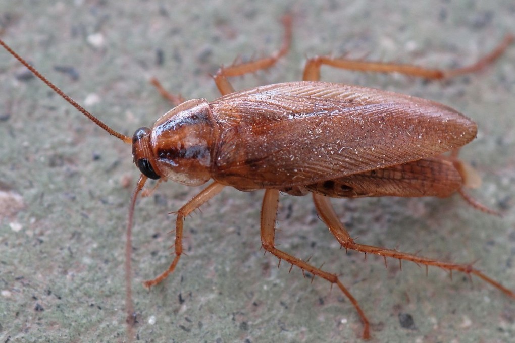 A Chinese father accidentally gave his baby daughter cockroach poison instead of a calcium supplement. Photo: Handout