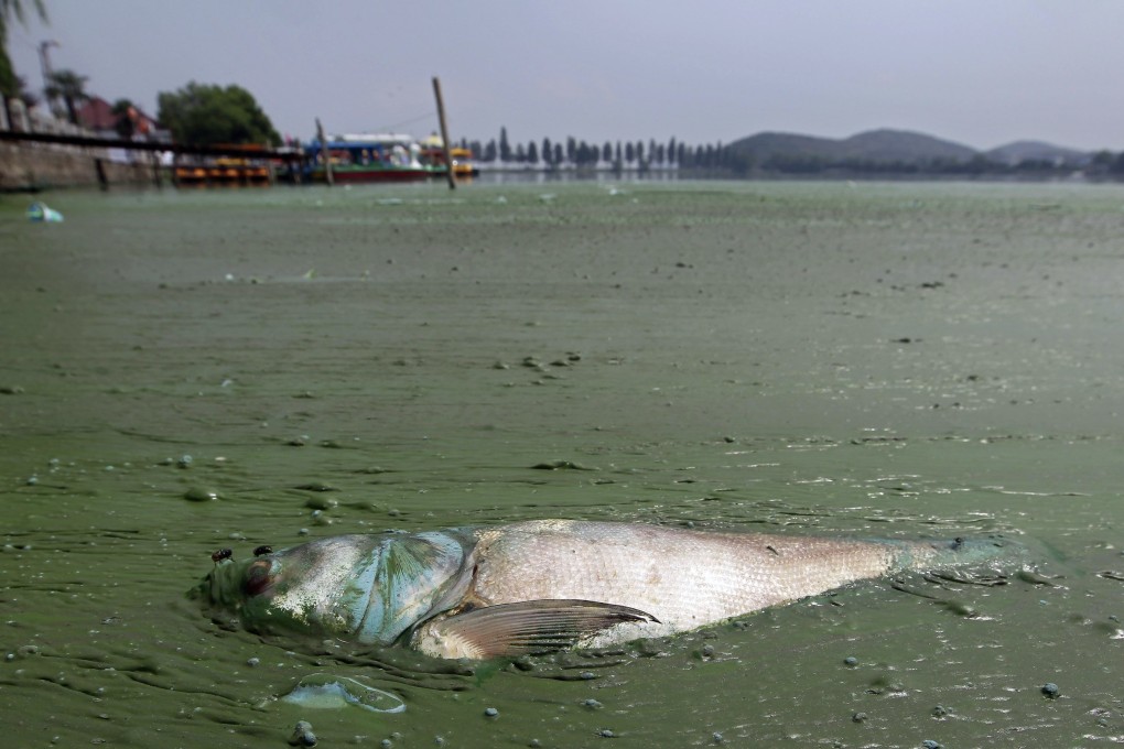 The idea that companies’ environmental, social and governance performance should be weighed in investment decisions is beginning to catch on in China. Above, a dead fish floats in water filled with blue-green algae at the East Lake in Wuhan, Hubei province in this August 20, 2012 file photo. Photo: Reuters
