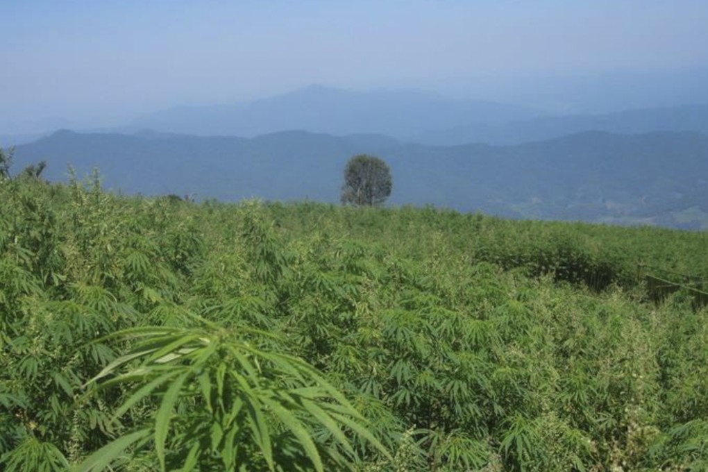 A farm grows hemp in Yunnan. Photo: Sunwu county government
