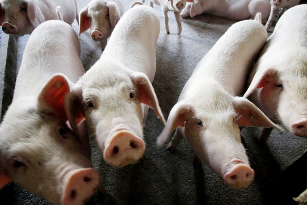 Market watchers say reports of African swine fever in pork goods mean producers must brace for a financial hit and stricter health regulations. Photo: AP