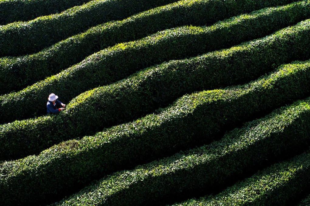 A farmer picks tea leaves in Mianxian county, Shaanxi province. Beijing’s policy document reiterated a strategy to improve income levels and living standards in China’s countryside. Photo: Xinhua