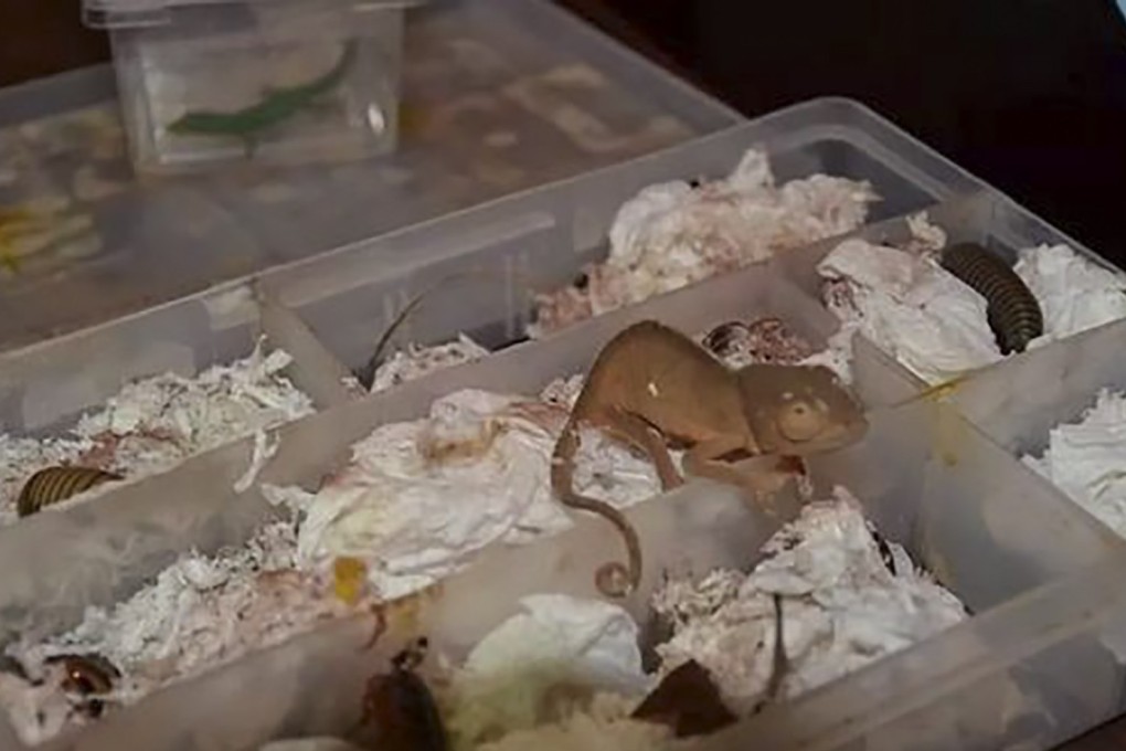 The tourists were stopped at the airport in Antananarivo on Saturday as they tried to return to China, allegedly with lizard and centipede species in their luggage. Photo: Thepaper.cn