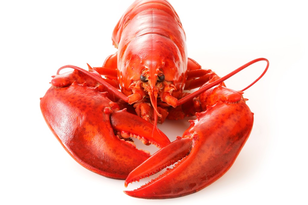 The soft membrane covering the animal’s joints and abdomen could guide the development of a new type of flexible body armour for humans. Photo: Shutterstock