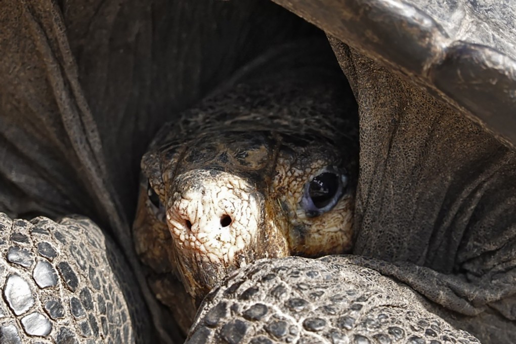A female specimen of the giant Galapagos tortoise species Chelonoidis phantasticus, thought extinct for about a century ago, is seen at the Galapagos National Park on Santa Cruz Island on Tuesday. Photo: Agence France-Presse