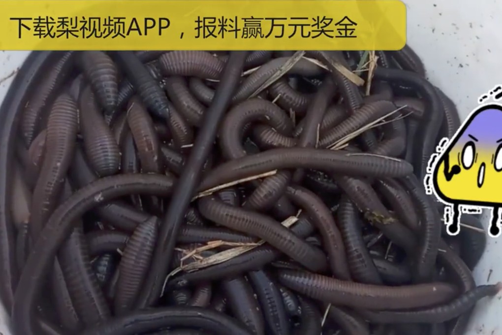 Video of a group men using electricity to harvest earthworms has highlighted an environmental problem which is affecting the health of agricultural soils in China. Photo: Pear Video