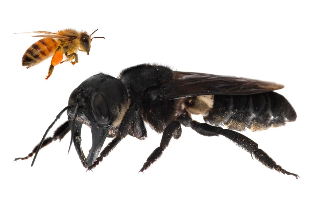 This photomontage provided by Global Wildlife Conservation shows a living Wallace’s Giant Bee (Megachile pluto) to scale alongside a European Honeybee. Photo: AFP