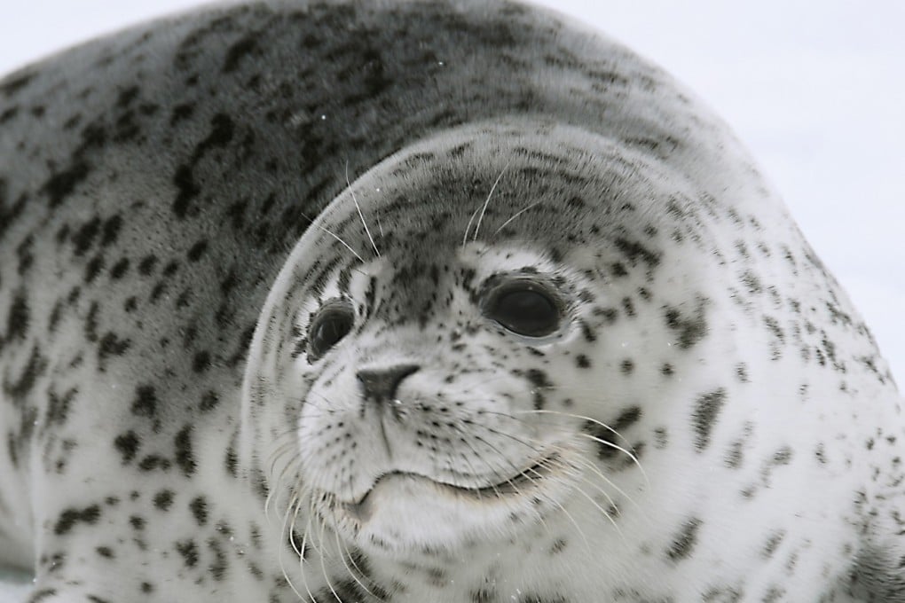Spotted seals are nationally protected animals in China but they are attractive to poachers because of their use in Chinese traditional medicine, as well as the demand for exhibit animals in aquariums. Photo: AP