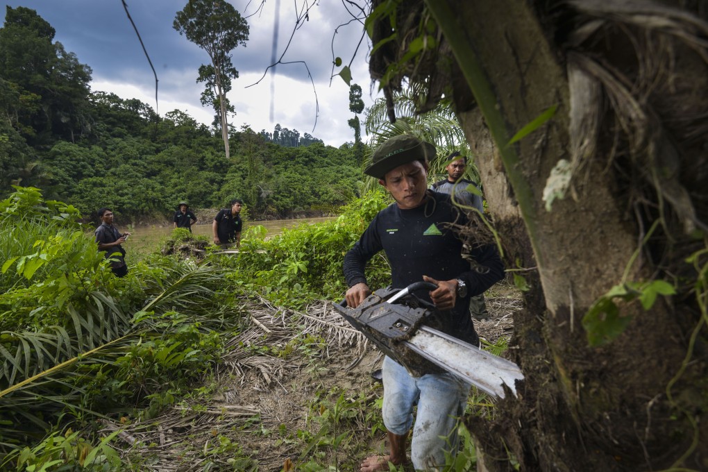 Indonesian rangers cut down illegal palm oil trees in the protected Leuser Ecosystem rainforest in Aceh province, Indonesia, in January. Picture: AFP