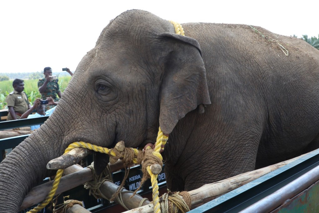 Chinna Thambi being loaded into a truck after his recapture. Photo: Handout