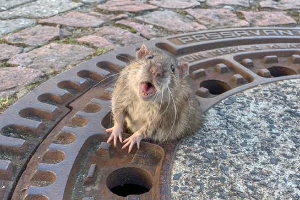 It took about eight firefighters and an animal expert to rescue the rodent from the drain. Photo: Facebook/Berufstierrettung Rhein Neckar