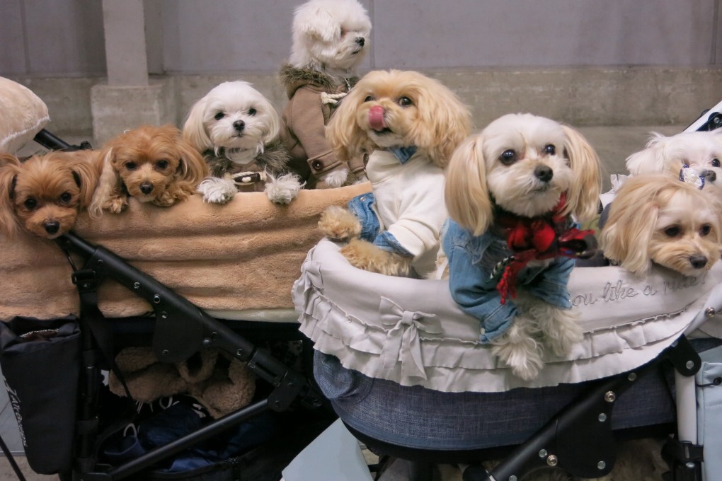 Pets are set to get even more pampering thanks to the latest advances in the mobile tech industry. Photo: The Washington Post