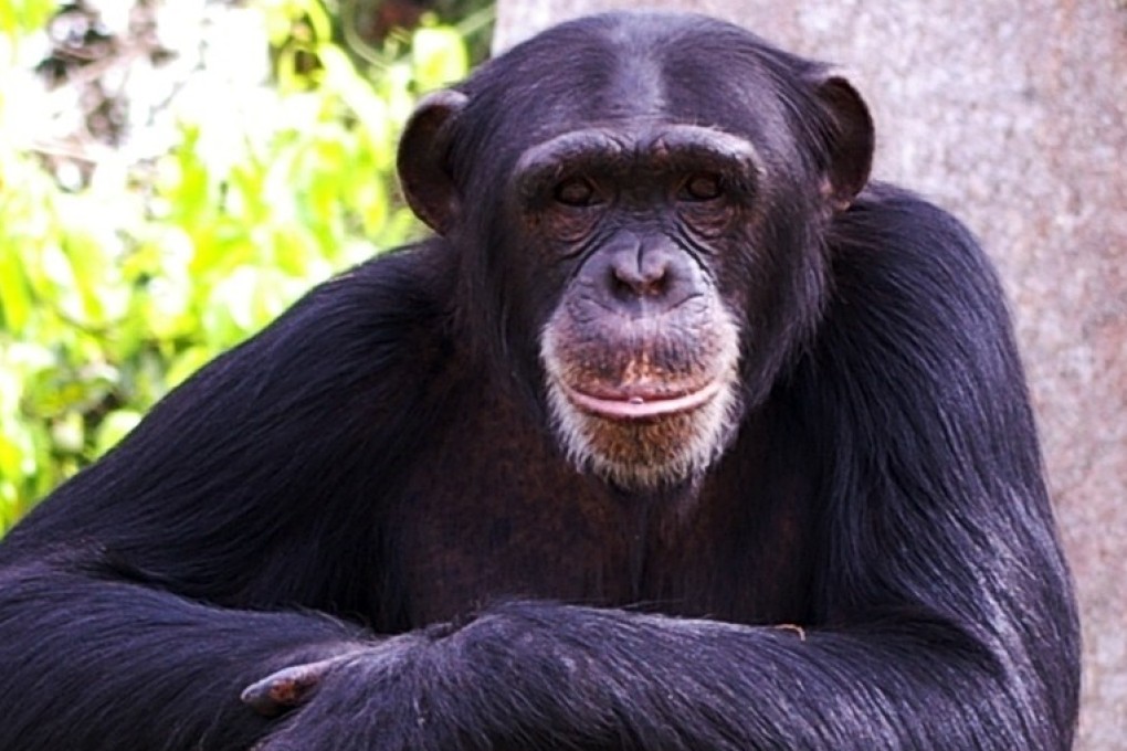 Western chimpanzees, which have declined by 80 per cent in the past 20 years, are now considered critically endangered. Photo: Shutterstock