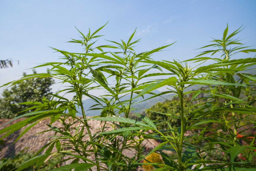Marijuana growing in Chiang Mai, Thailand, where its medical use has been approved. Advocates for the drug are pushing for its full legalisation and see it becoming a cash crop, possibly for export.