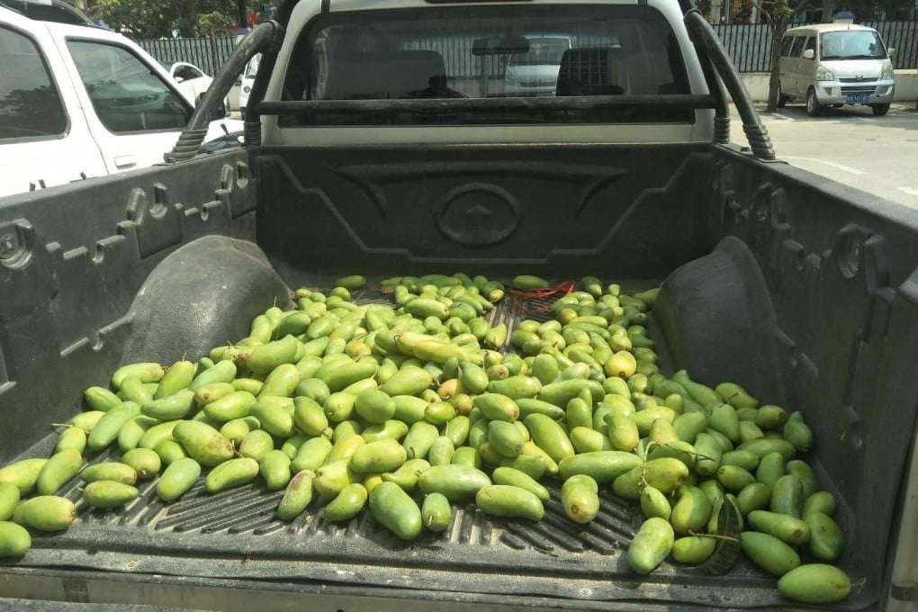 The group was trying to load mangoes onto a pickup truck when they were caught. Photo: Handout