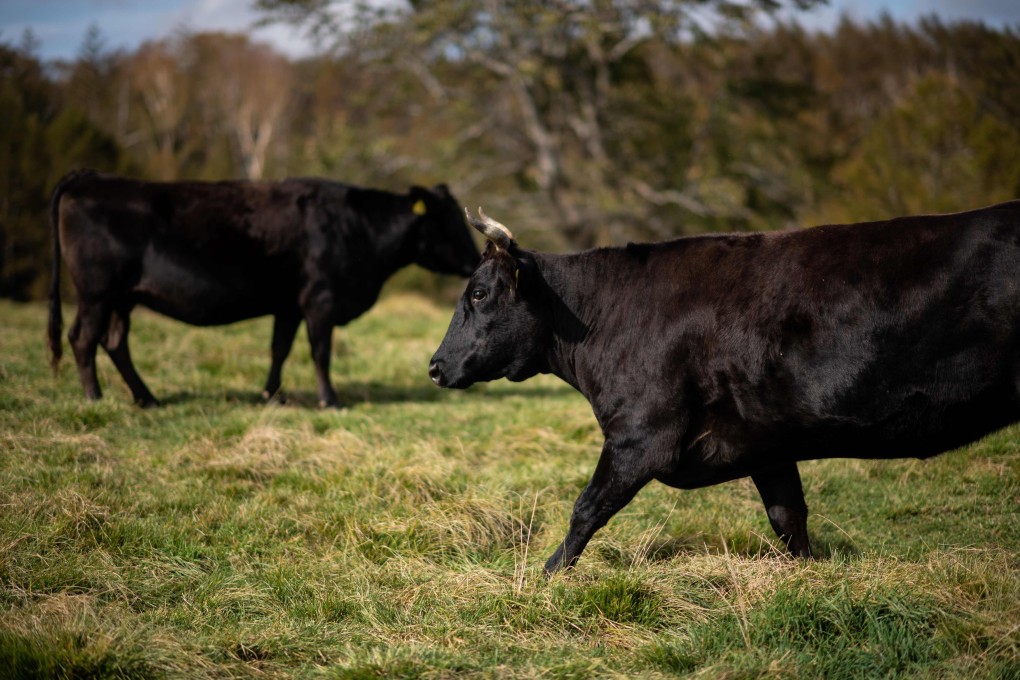 Cattle at a ranch in Takayama that raised livestock for Wagyu beef. File photo: AFP