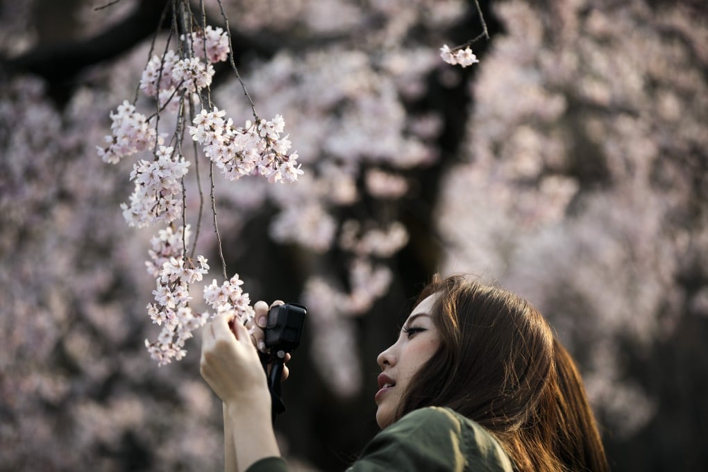 Cherry blossom season is almost upon us. Find out where you should catch the flowers in bloom this year. Photo: AFP