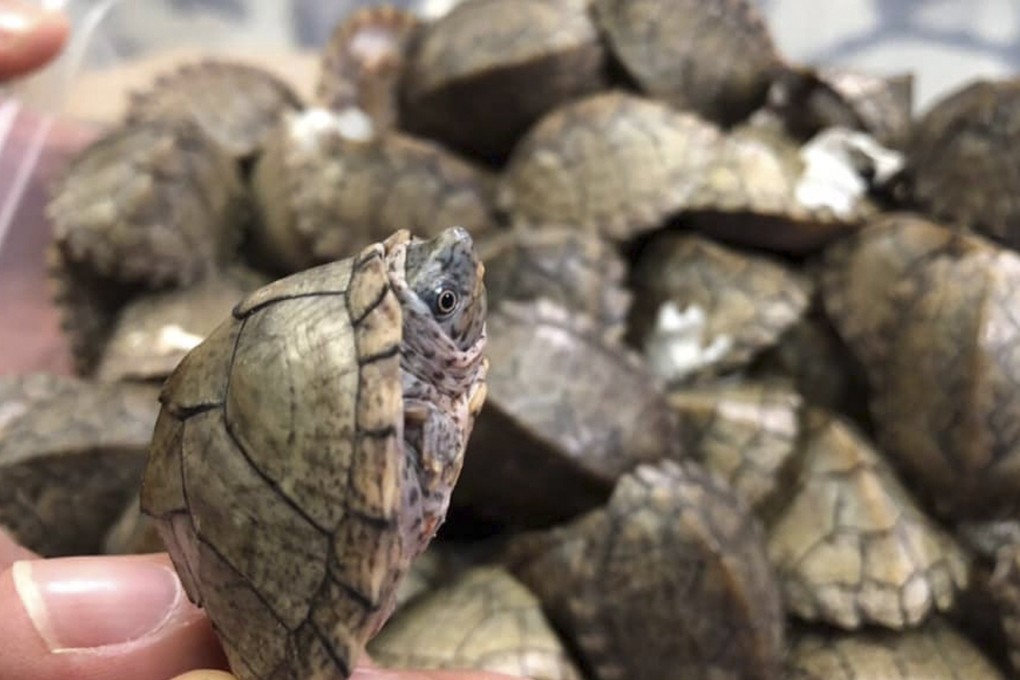 The confiscated turtles on display. Photo: EPA