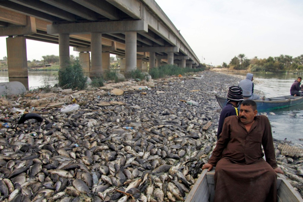 Iraqi men sit in boats amid dead carp from nearby farms floating on the Euphrates river near the town of Sadat al-Hindiya. Photo: AFP