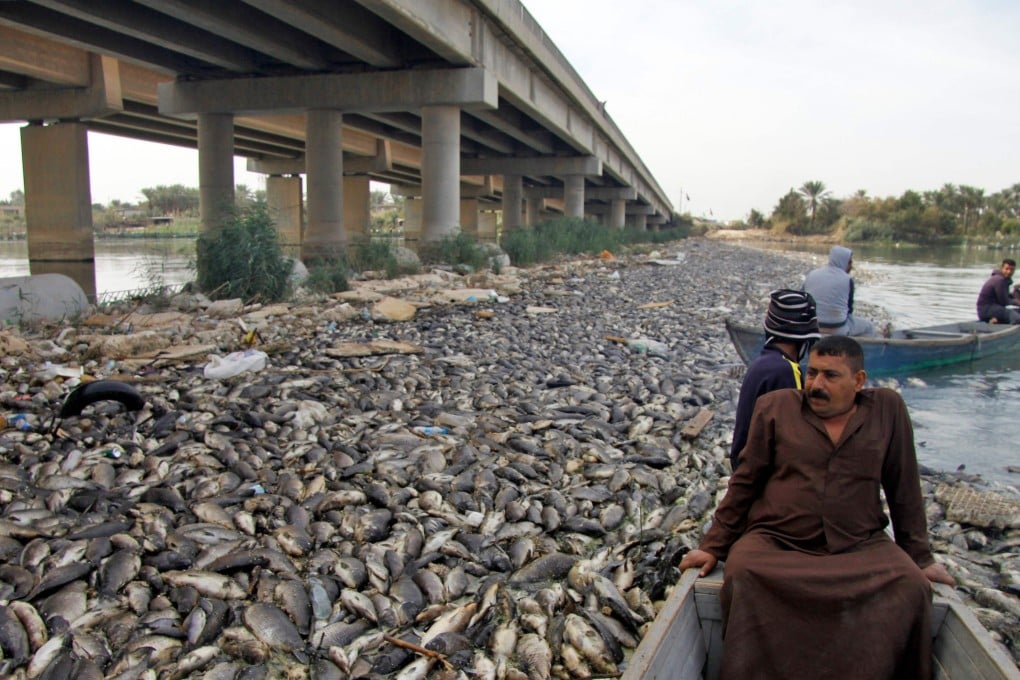 Iraqi men sit in boats amid dead carp from nearby farms floating on the Euphrates river near the town of Sadat al-Hindiya. Photo: AFP