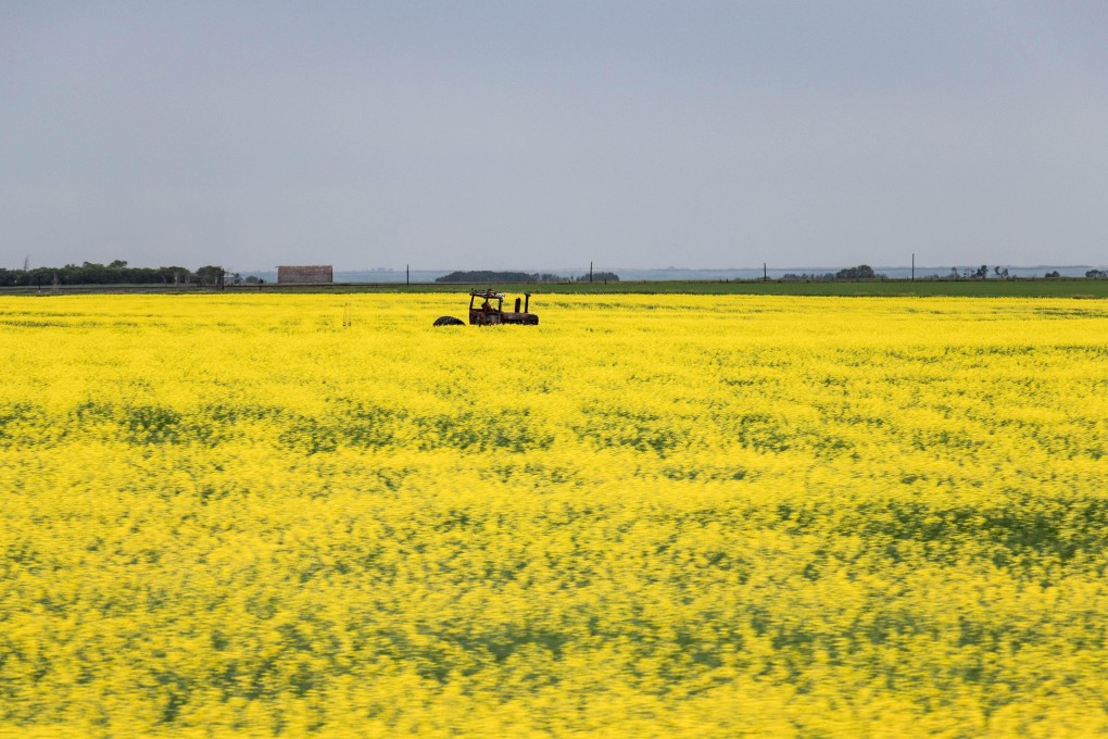 A canola field in Canada, where investigations have found no evidence of pests or bacteria. Photo: Alamy