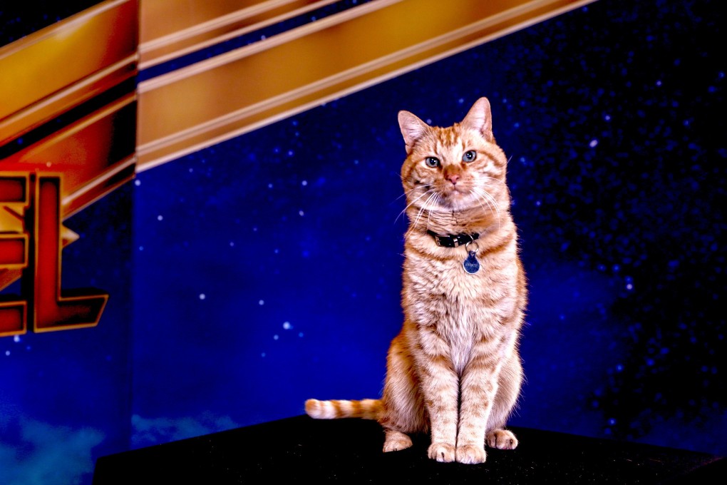 Reggie, the cat who plays Goose in Captain Marvel, poses for a portrait in Beverly Hills, California. Photo: Reuters