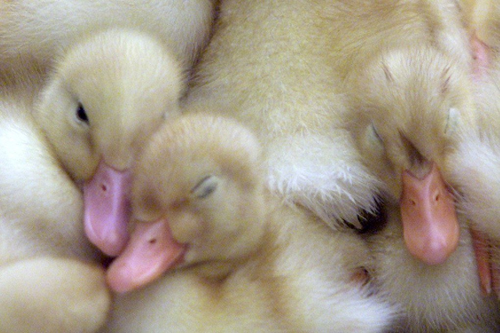File photo of ducklings at the Royal Easter Show in Sydney. Photo: Reuters