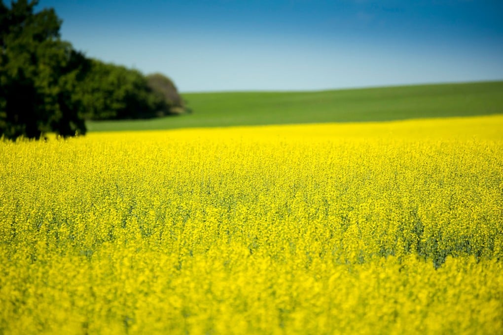 Canada’s canola farmers fear Huawei dispute could devastate rural communities reliant on China exports