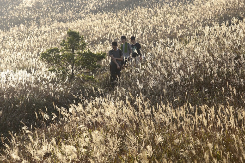 Sunset Peak on Lantau Island. Photo: Felix Wong