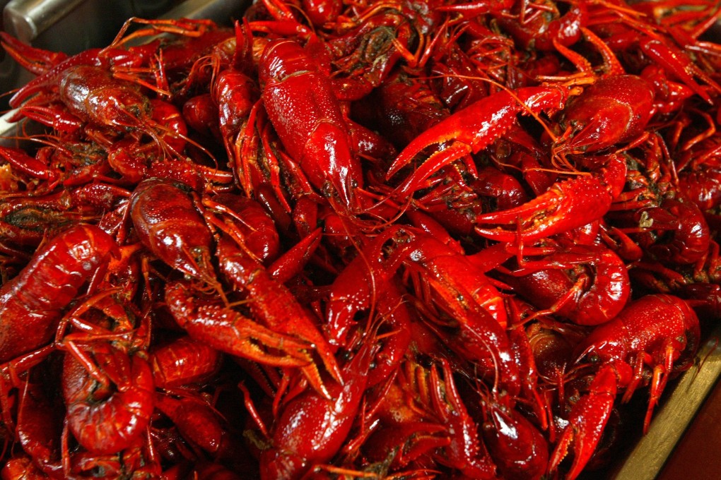 Students preparing to graduate from China’s first vocational school specialising in crayfish have all been offered jobs. Photo: Handout
