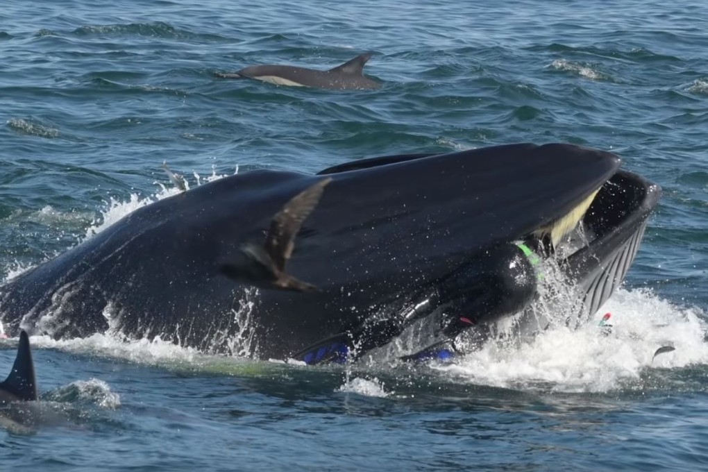 Rainer Schimpf disappears in the jaws of a Bryde’s whale off South Africa, in a frightening moment caught on video. Photo: Barcroft Animals / YouTube