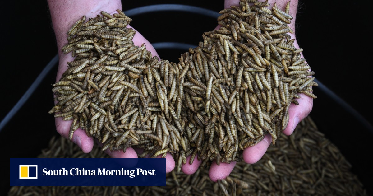 Maggots The Future Of Food High In Protein With A Small Carbon Footprint The Only Issue Is The Cringe Factor South China Morning Post