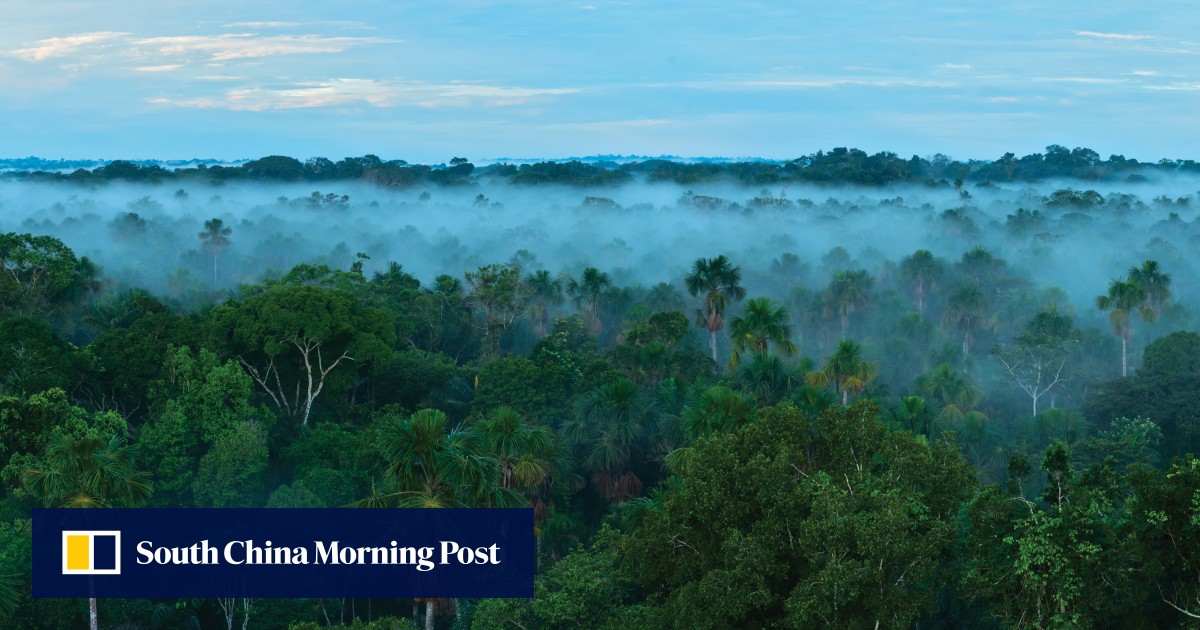 Rivers In The Sky The Devastating Effect Deforestation Is Having On Global Rainfall South China Morning Post