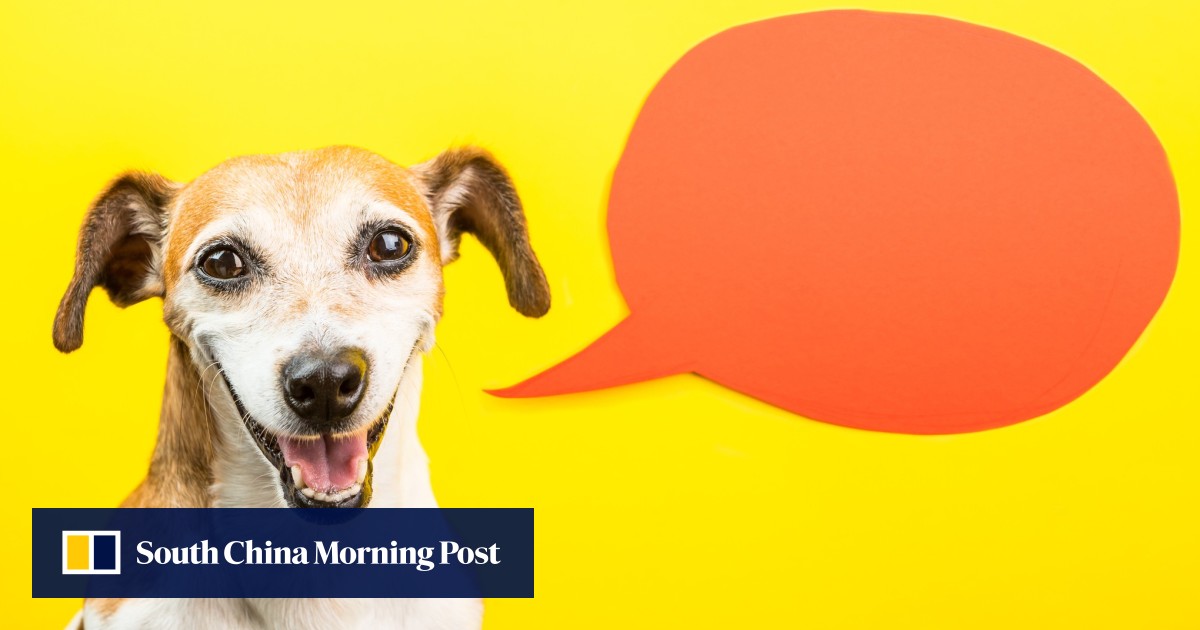 Can Cats And Dogs Talk An Animal Communicator Speaks To Our Cat And Tells Us What It S Thinking South China Morning Post Can Cats And Dogs Talk An Animal Communicator Speaks To Our Cat And Tells Us What It S Thinking South China Morning Post