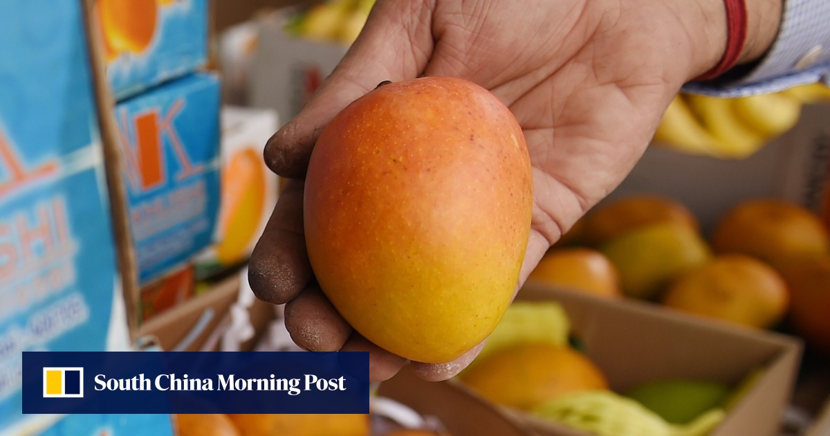 Why Mangoes Are The King Of Fruits In India And Form An Intrinsic Part Of Country S Culture South China Morning Post