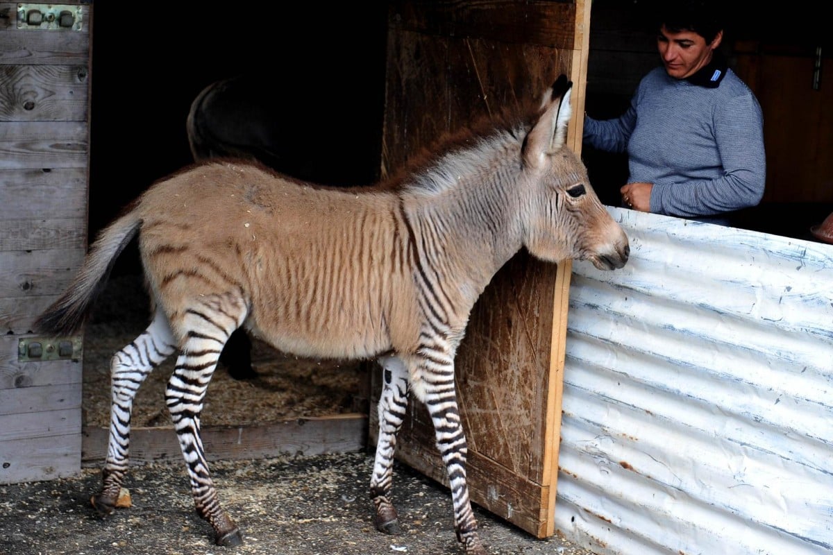 Can a Donkey and a Zebra Mate? Unveiling the Truth