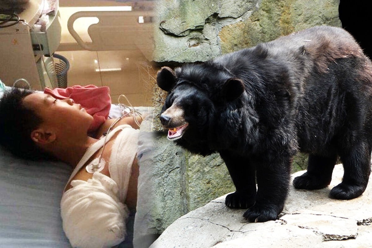 New | Bear bites off boy's arm at Chinese zoo | South China Morning Post