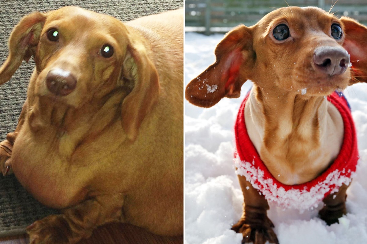 Dieting dachshund Dennis now a leaner weiner | South China Morning Post