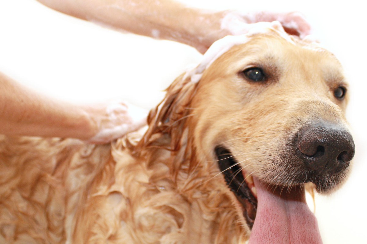 can humidity affect dogs